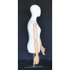 Female Half Body mannequin with wooden Arms Metal Base BFWH-1SM